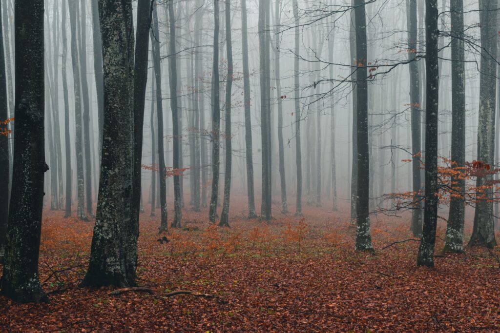 Floresta de Hoia Baciu – Romênia